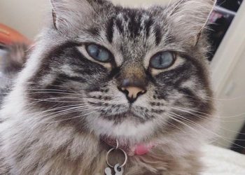 Do you know what to do if you find a stray kitten?