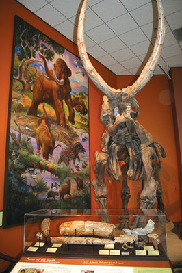 Muralist sheds some light on Fossil Mysteries