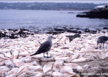 Petition drive started to overturn ban