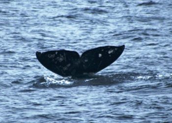Mission Bay takes 4th at Surf 'N Slam hoops tournament