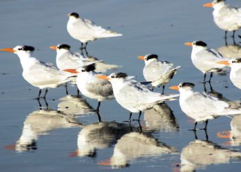 Booters put some kick into their winter season