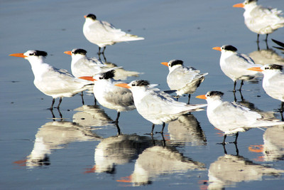 San Diego goes to the birds for wildlife census