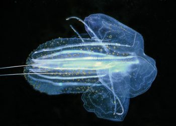 Alcohol ban on hold while registrar verifies signatures