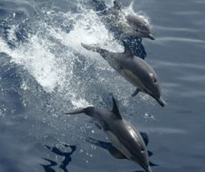 Chargers buck Colts, get energized for telling battle with Pats