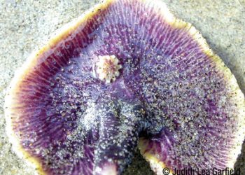 Opera: Streaming live