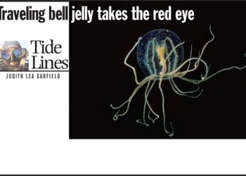 Letter to the Editor