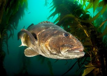 Loma Portal man ordered to trial in knife pulling