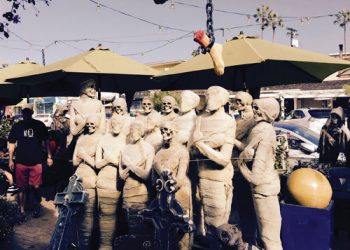 Rare male torbie up for adoption