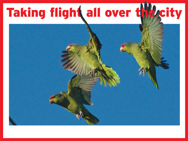 Noisy — but beautiful — wild parrots call San Diego home