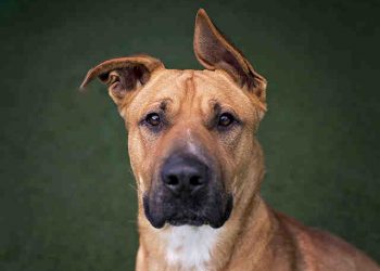 Sand, sun, and summer pet safety tips