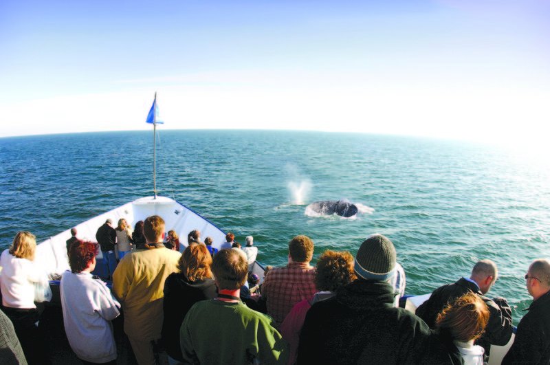 Whale-watching season offers chance to see San Diego in a whole new way