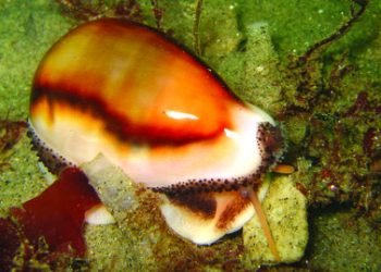 Letter to the editor: Contesting a ‘Nazi-style’ generalization