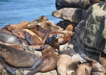 La Jolla Recreation Center celebrates 100 years
