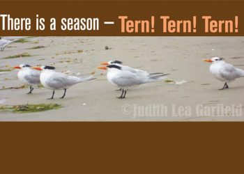 Mr. Taco feels the heat