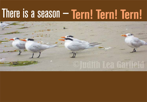 Tide Lines: There is a season — Tern! Tern! Tern!
