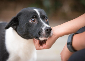 Love Your Wetlands Day in Pacific Beach on Feb. 4