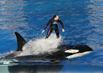 Photographer goes from whales to weddings
