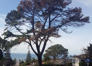 Sometimes karaoke leads to a career in music