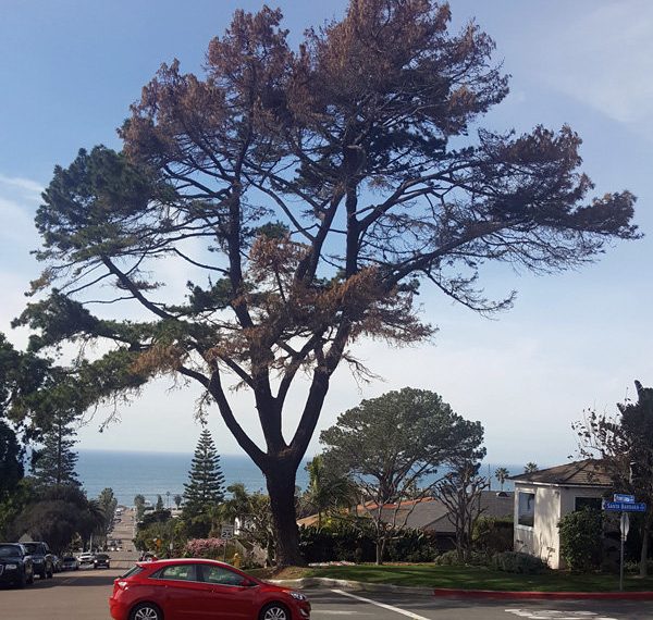 Losing ‘legacy’ trees affects lives in Point Loma neighborhoods