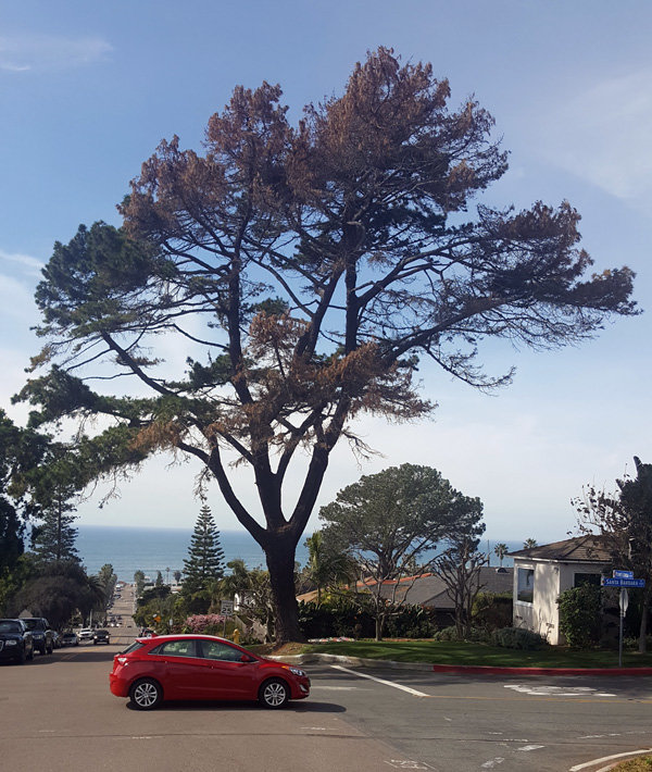 Losing ‘legacy’ trees affects lives in Point Loma neighborhoods