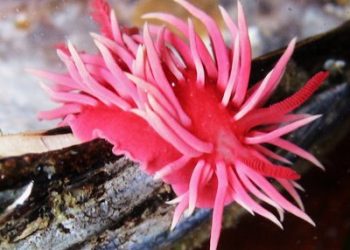 Student playwrights express love through theater