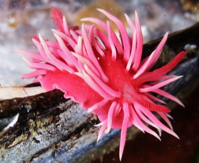 Tide lines: Sea slug a vision without rose-colored glasses