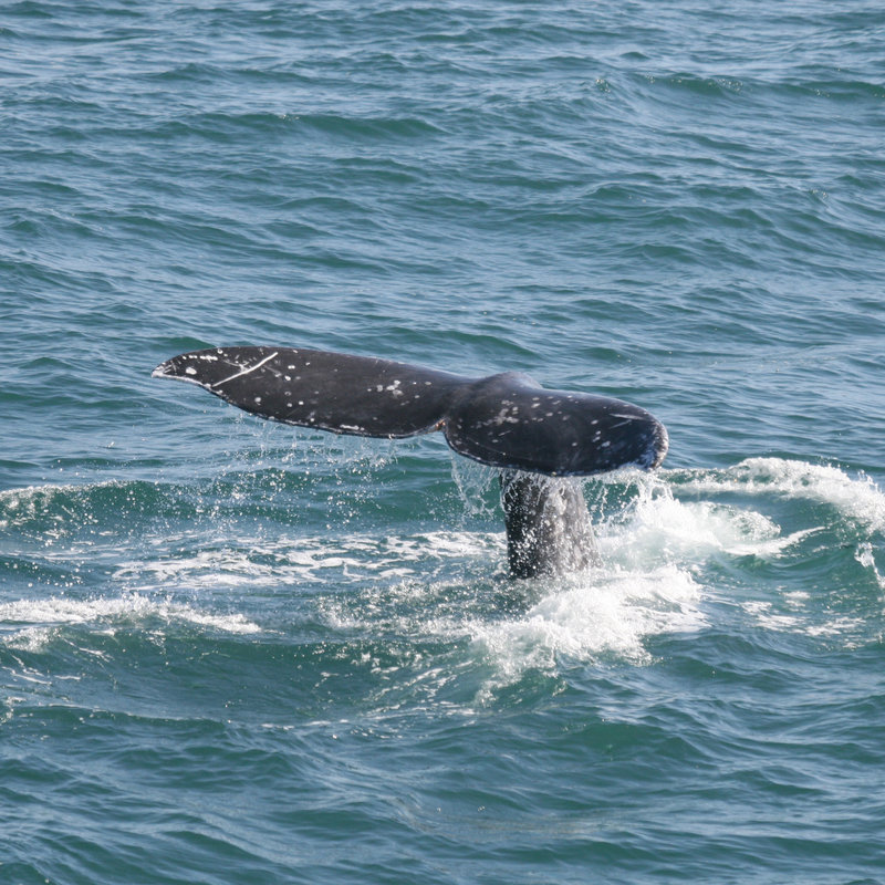 Cabrillo monument to host annual whalewatching festival