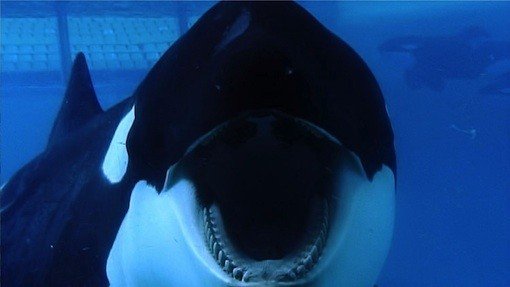 SeaWorld to cease orca breeding programs, end orca shows