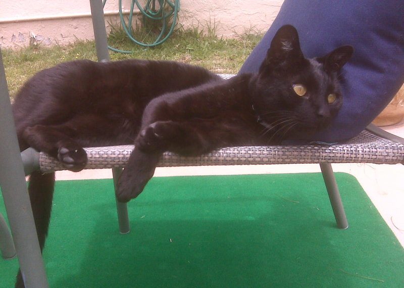 Microchip reunites PB cat with family after 17 months