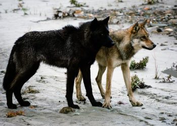 Opera’s umbrella is opening wider