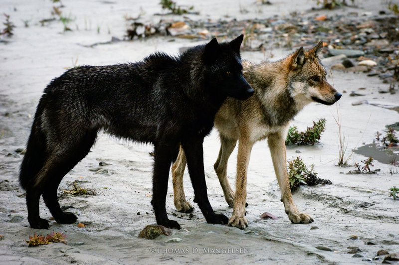 Mangelsen event sheds light on an 'enemy' that isn't there