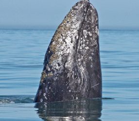 GRAY WHALE JOURNEY: CHOREOGRAPHY AT SEA
