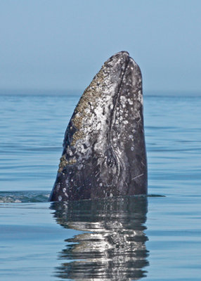 GRAY WHALE JOURNEY: CHOREOGRAPHY AT SEA
