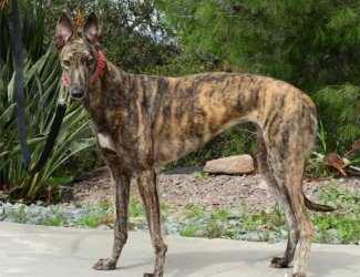 Bowling alley coming to Ocean Beach