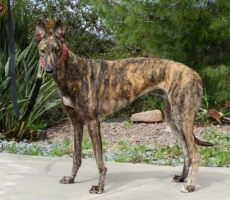 Iron Pig Alehouse to hold benefit for Operation Greyhound