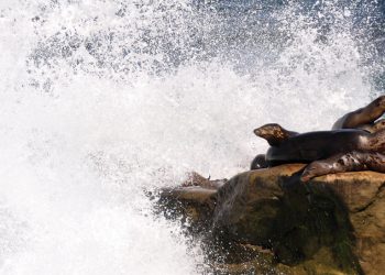 Scary good deals on furry felines