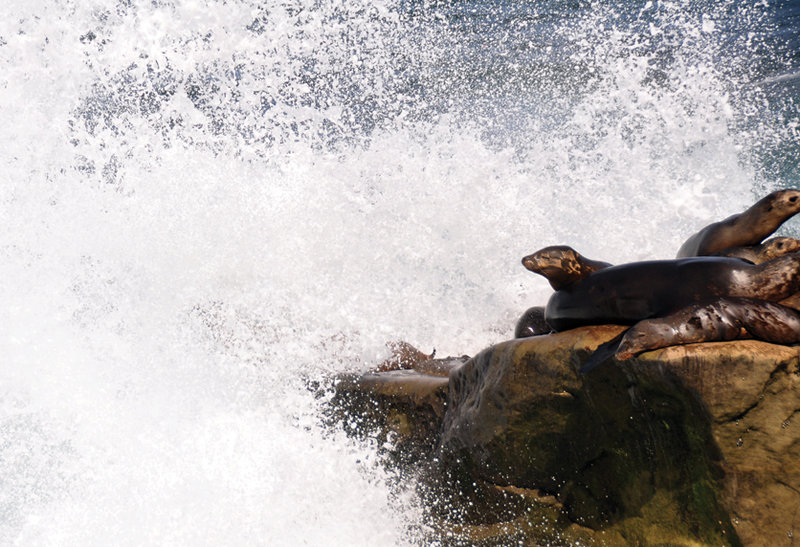 La Jolla Town Council wants to develop action plan to remove pinnipeds