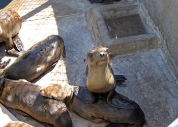Point Loma students speak out against SeaWorld's orca shows; school board passes resolution calling for animal sanctuaries