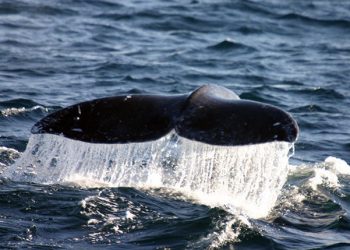 Trees to be removed along San Diego River Bridge near Friars Road