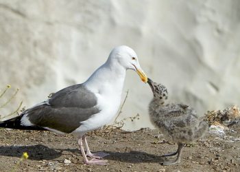 Controlled substances: Natural High is the program of choice as school year is set to begin