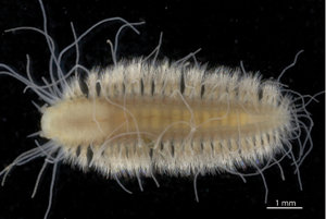 Want to name a new worm?