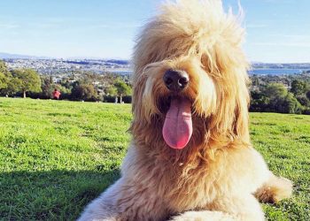 Schraeder proving quite a hit with Mission Bay baseball