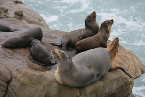 La Jolla burglar gets 365 days