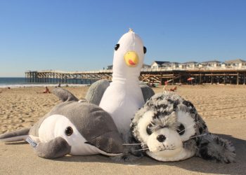 San Diego Strike Force holding auditions, season starts Feb. 22