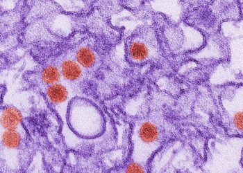 Monarch butterflies at risk of extinction, according to Scripps study