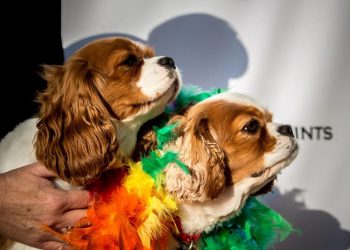 La Jolla Parks and Beaches endorses plan to bring back displaced Indian artifact