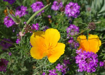 Tim Flannery to play at Athenaeum’s ‘Acoustic Evenings’ and other upcoming La Jolla shows