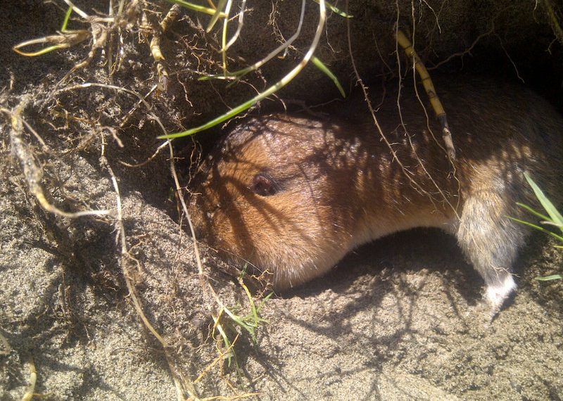 City still eyeing options to rid pesky gophers