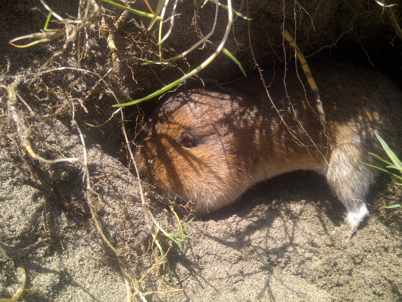 City still eyeing options to rid pesky gophers