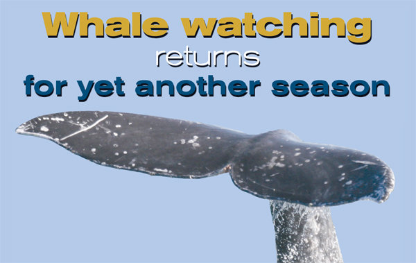 Whale watching returns for yet another season